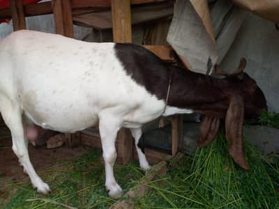 bakriy kamori two child