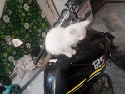 Persian Cat for sale