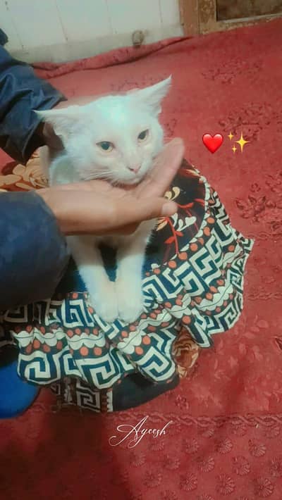 2 female kitten active hain single cor me
