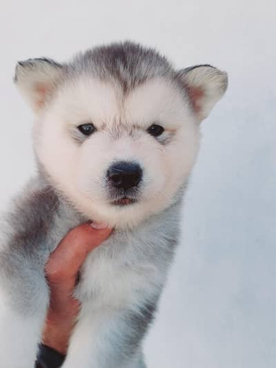Husky Puppies for Sale