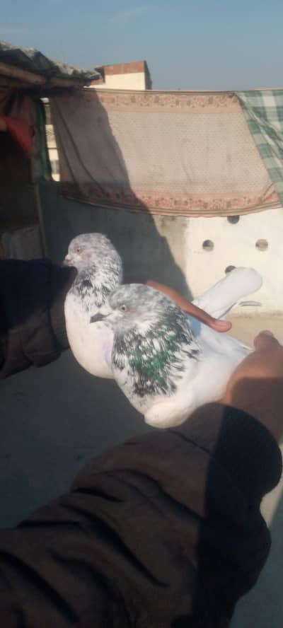 jonsira pair  and golden patha for sale