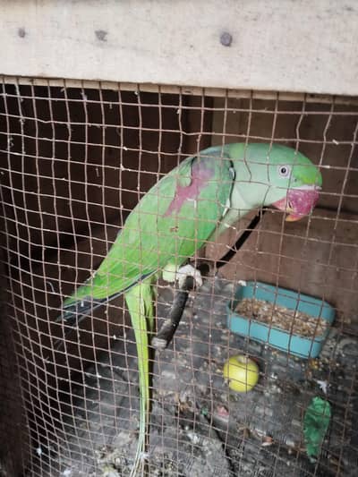 Kashmir raw female parrot