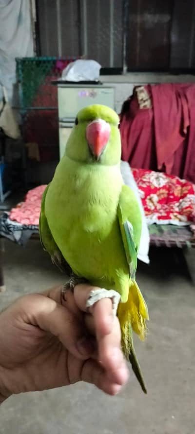 Green ringneck male patha