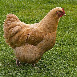 golden buff hen