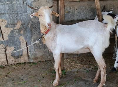 taddi goats