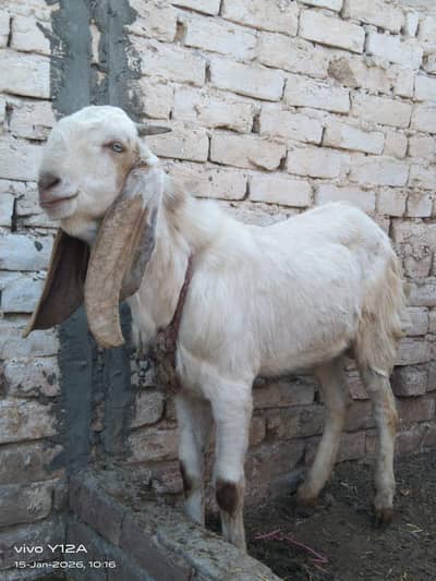 qurbani 2026 k Bakery . contact only serious person. . . . . 03047609009