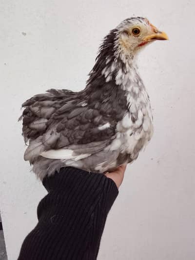 Bentum Females For sale