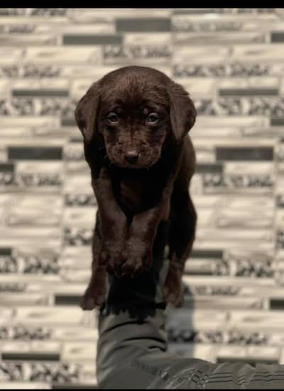 Lab puppys or sale 03220050814