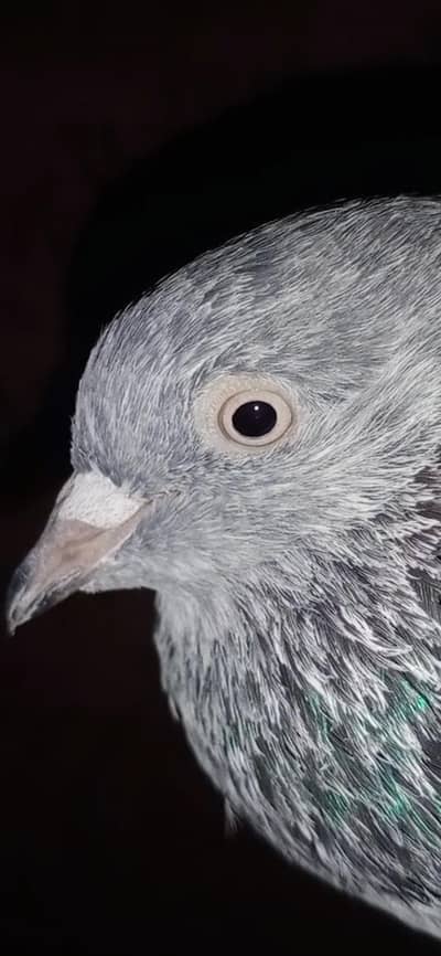 pigeon