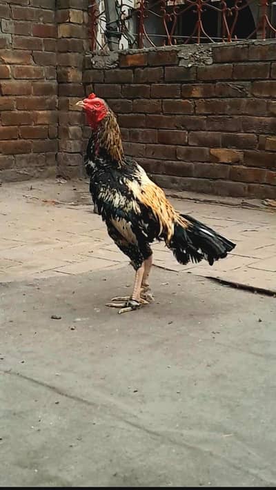 pakistani aseel patha