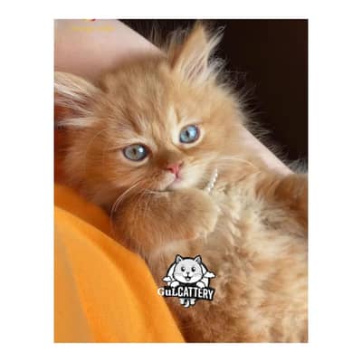 Persian British punch face piki face kitten cat available