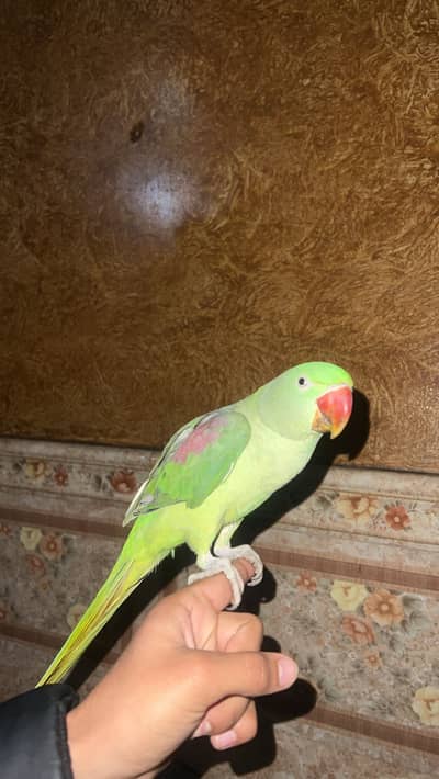 Kashmiri Raw  Female Parrot Active  urgent sale 03091911100