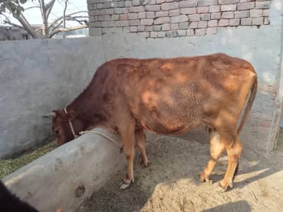 jersey cross cow 5 month pregnant