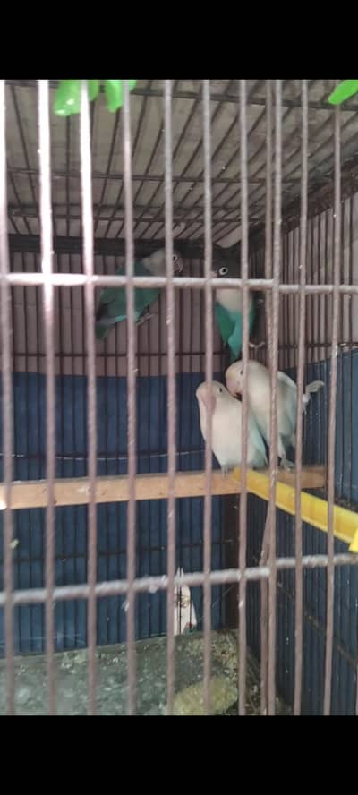 Albino Black eye and Blue fishri