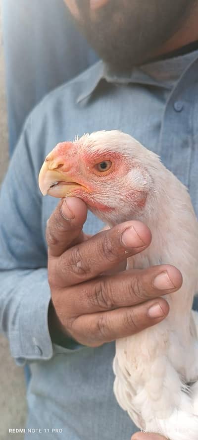 indian parrot beak/ parrot beak hen/ hen
