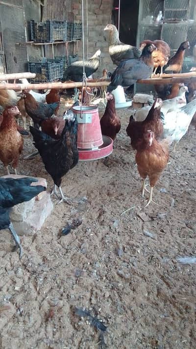 selling mesri hens