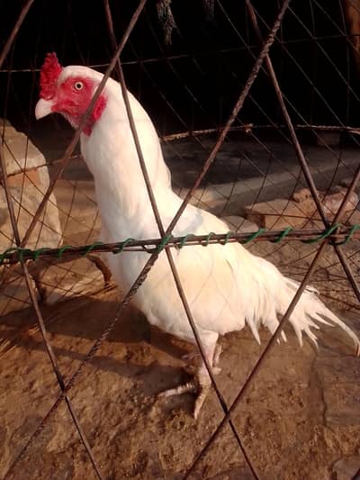 Paper white HEERA Aseel