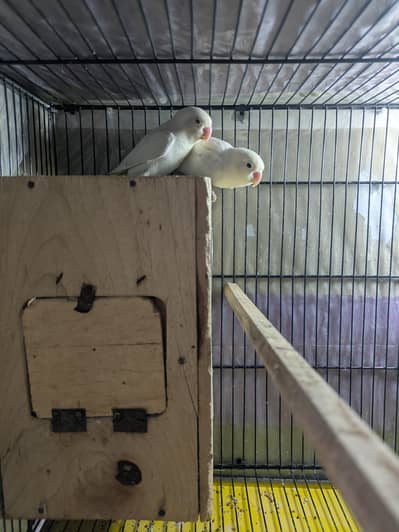 urgent Albino Red eyes