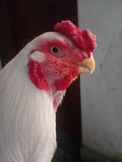 parrot beak cross chikes