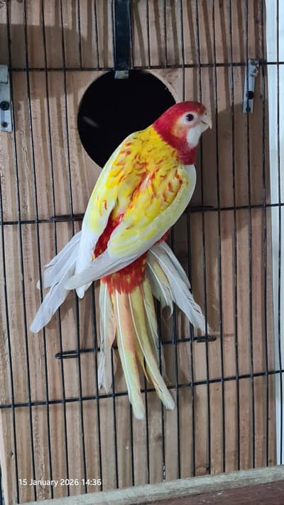 Ready to Breed Robino Rosella Pair