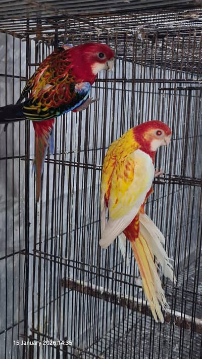 Robino Rosella Pair
