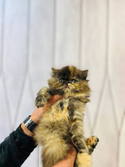 persion kitten available