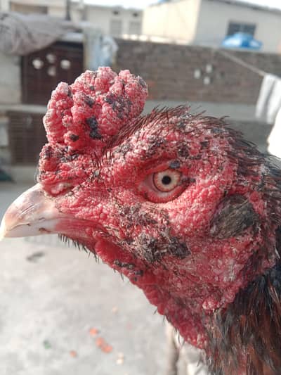 high quality topla breeder