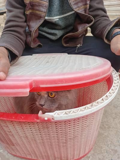 i want to sell my cat