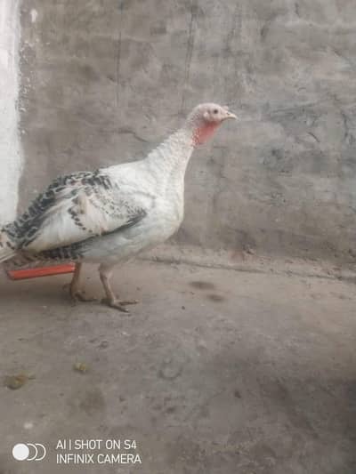 Turkey female