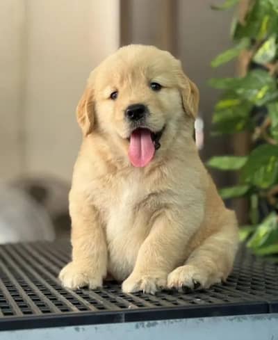 Siberian husky puppies 03425137217