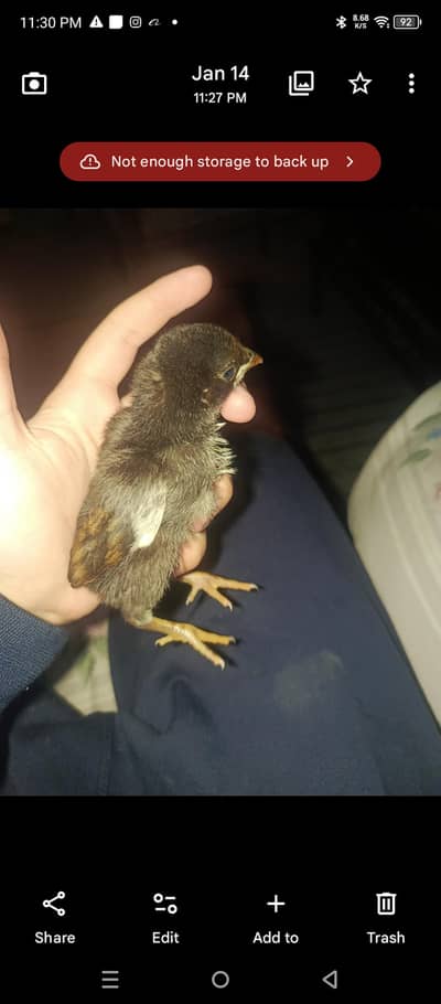 shamo chick age 4 days good quality