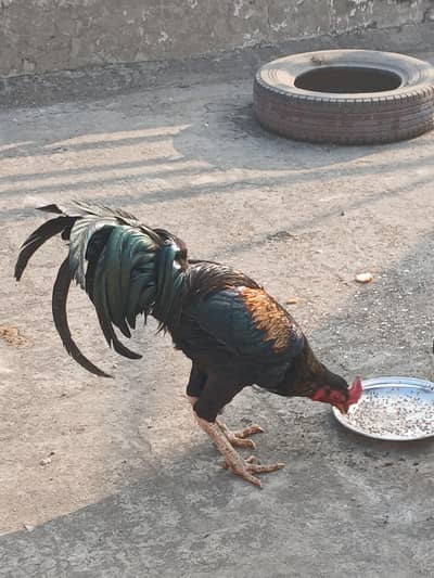 Pure Aseel Beautiful pair is on sale