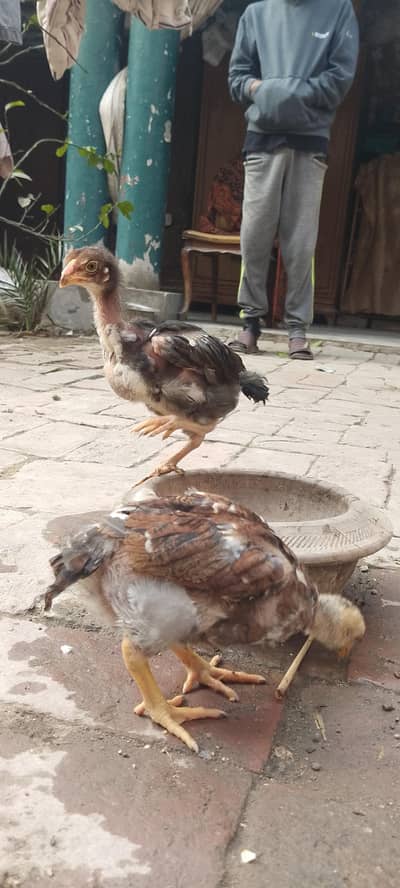 SHAMO / HERA CROSS CHICKS