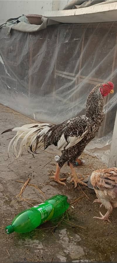 shamoo pair for sale