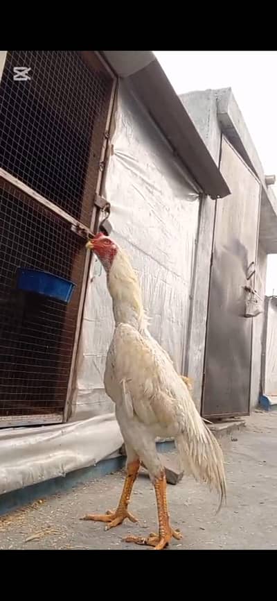 white shamo|o shamo|king shamo|japanese shamo|black shamo|Thai|burmi