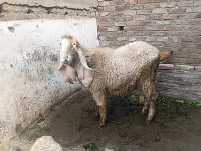 ak sheep or us ka bacha sale karna hai contect 03227624584