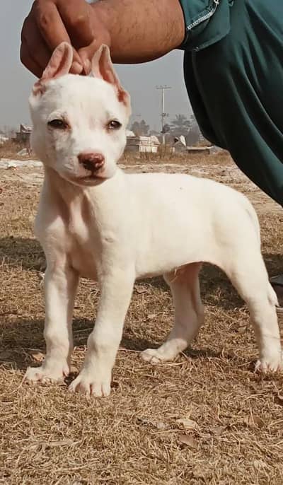 kohati gultair male dog for sale