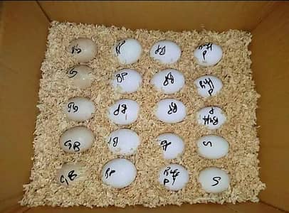 fresh eggs hain murgy ka pictures attached hain