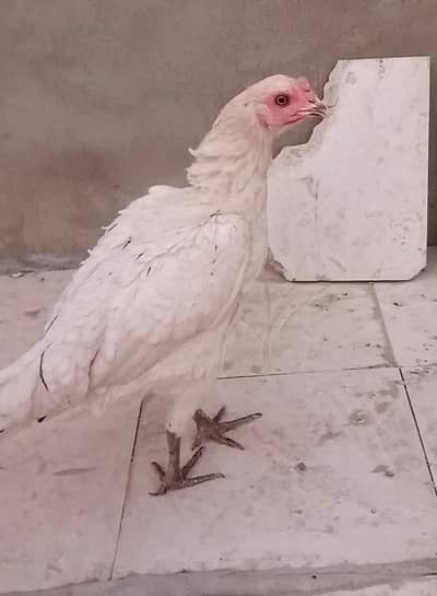 thai cross heera aseel hera murgi