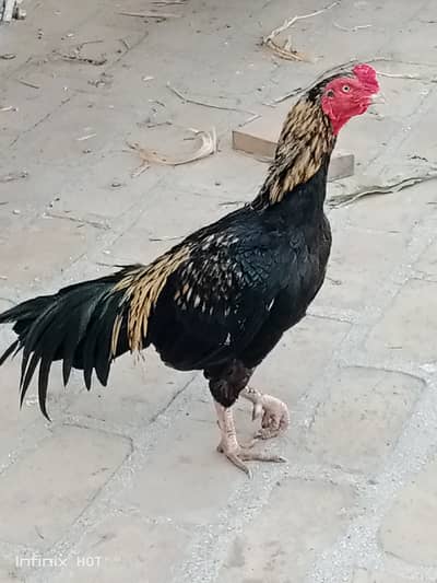 Nice beatiful colour Mazboot joor