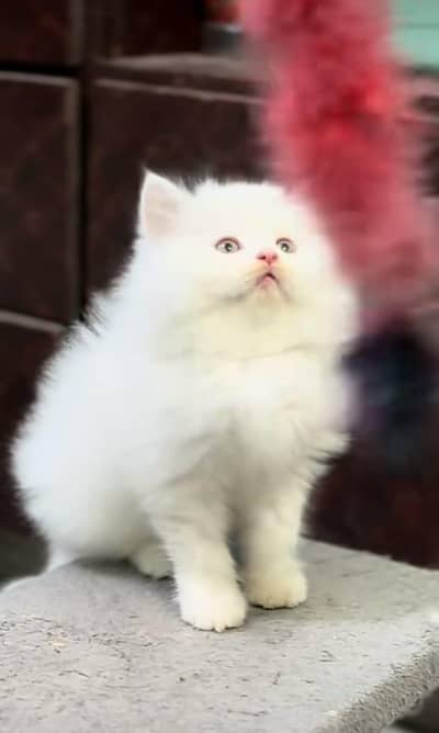 Cat | Persian | kittens | fluffy | fancy | 3 coated in low Price