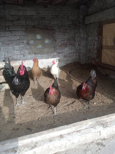 desi murgian 03209745706