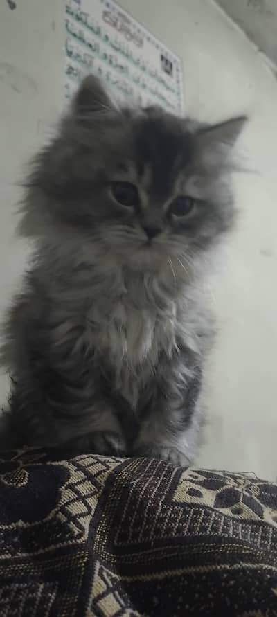 Persian Cats Triple coat pair