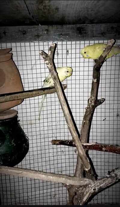 buggies parrot one male or two female