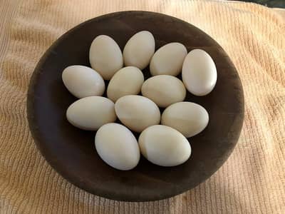 Duck Eggs