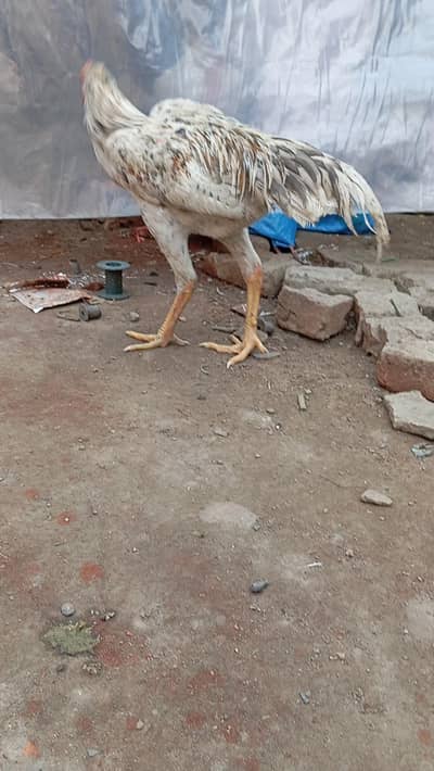 shamo pair for sale healthy and active murgi heat pa ha exchange poss