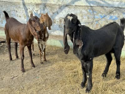 Desi makhi chink bakri