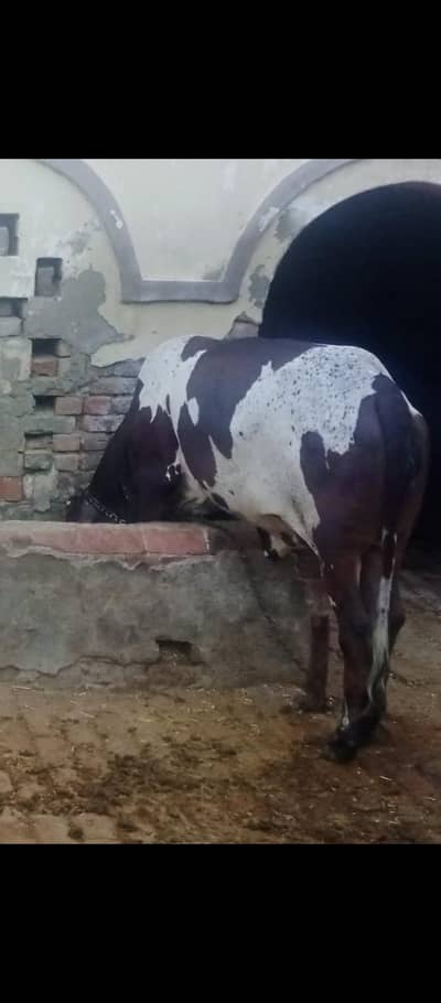 Cholistani Frisian cross