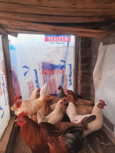 Healthy and active Eggs dete hn sb ghr ke khurak py pale hn sb