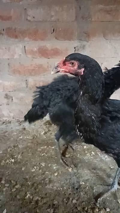 Aseel white and black